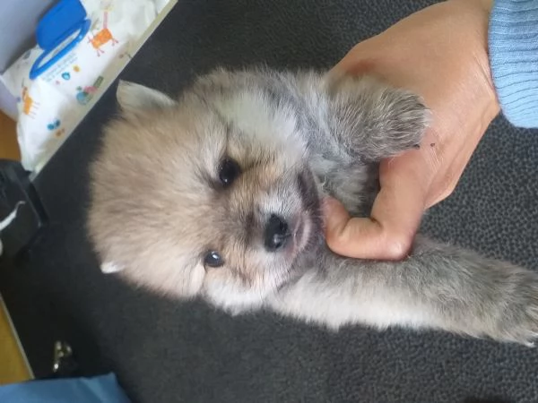 piccoli cuccioli di spitz pomerania toy vari colori | Foto 1