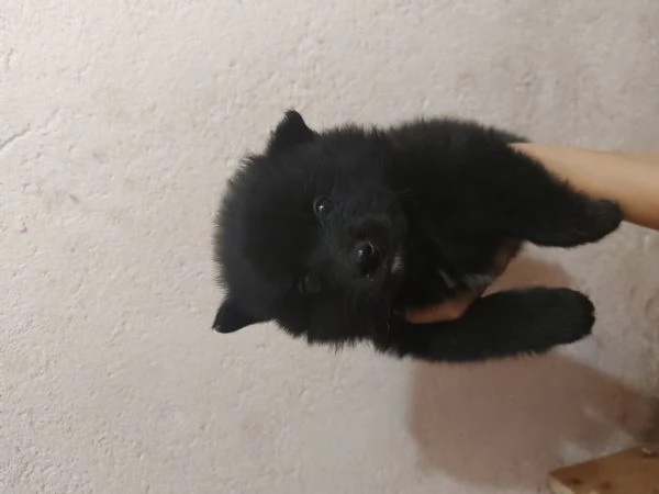 piccoli cuccioli di spitz pomerania toy vari colori | Foto 0