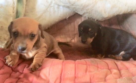 cuccioli di bassotto nano vari colori nati in casa