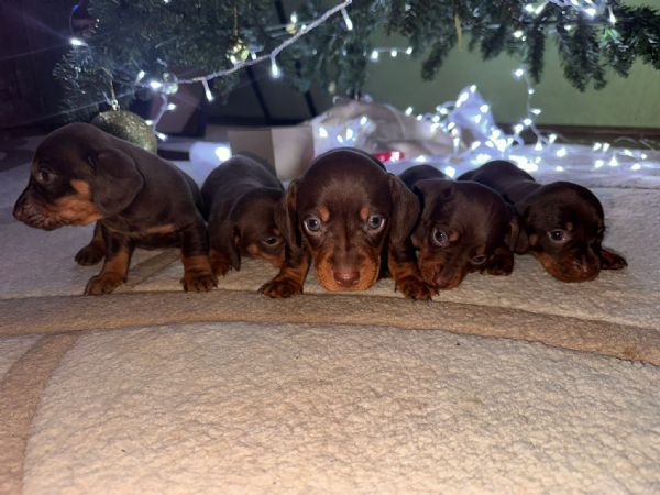 cuccioli di bassotto nano vari colori nati in casa | Foto 1
