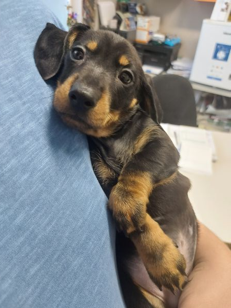 cuccioli di bassotto nano vari colori nati in casa | Foto 0