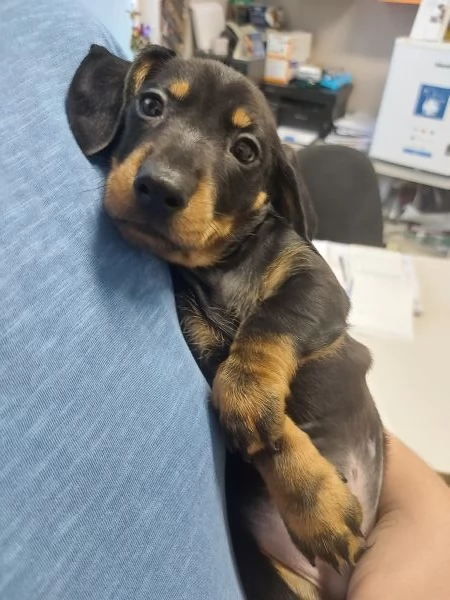 cuccioli di bassotto nano vari colori nati in casa | Foto 0