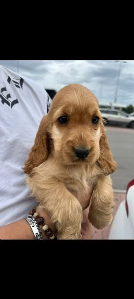 cuccioli di cocker spaniel inglese