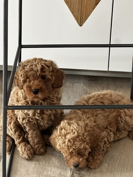 Barboncini toy | Foto 6
