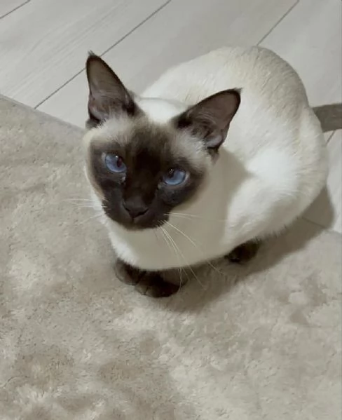Gattini siamesi | Foto 0