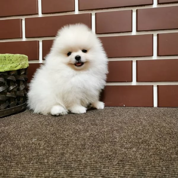 Regalo Mimi toy pomeranian maschio e femmina  | Foto 0