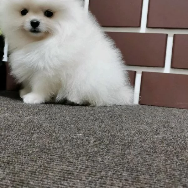 Regalo Mimi toy pomeranian maschio e femmina 