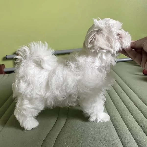 Regalo maltese toy  | Foto 0