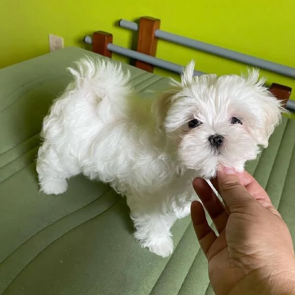 Regalo maltese toy 