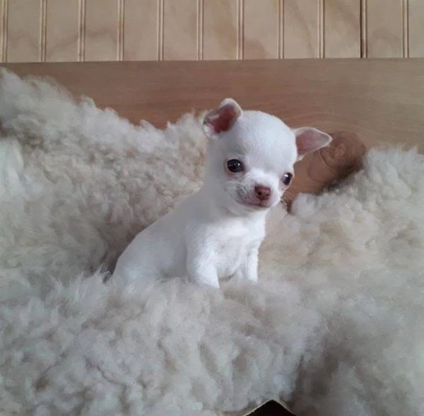 REGALO CHIHAUHAU MIMI TOY MASCHIO E FEMMINA