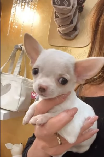 REGALO CHIHAUHAU MIMI TOY MASCHIO E FEMMINA | Foto 0