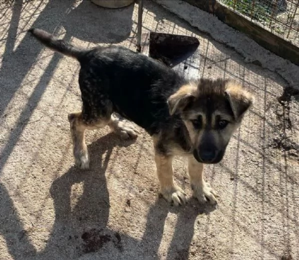 REGALO Cucciolo pastore tedesco maschio e femmina  | Foto 0