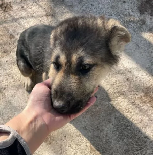 REGALO Cucciolo pastore tedesco maschio e femmina 