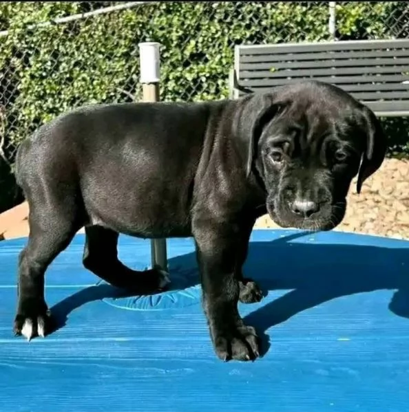 Regalo cane corso maschio e femmina  | Foto 0