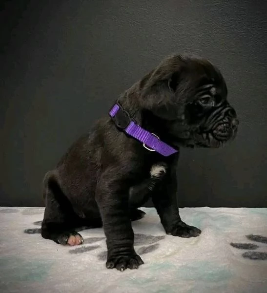 Regalo cane corso maschio e femmina 