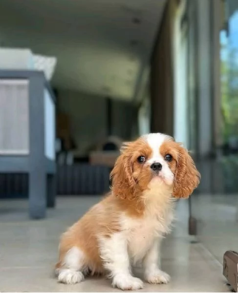 Regalo cavalier king charles | Foto 0