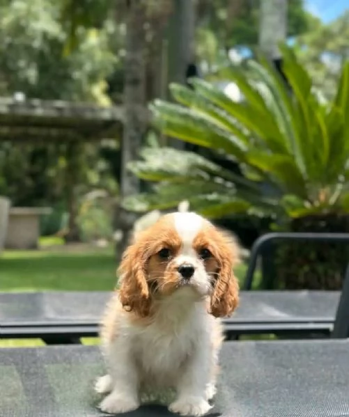 Regalo cavalier king charles