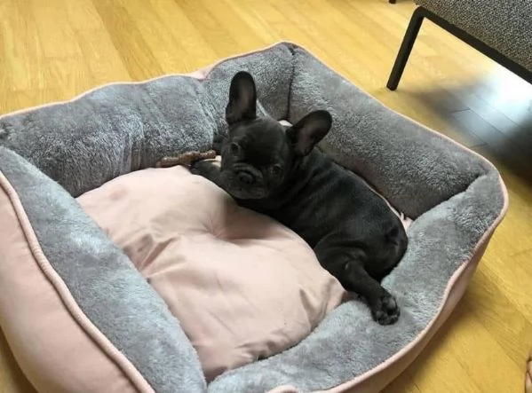 Regalo Bouledogue  Maschio e femmina  | Foto 0