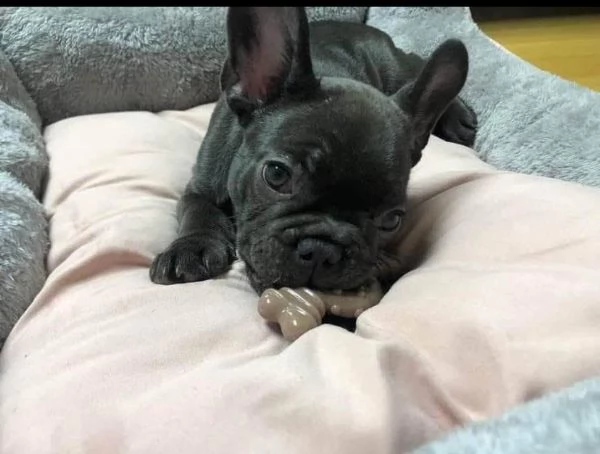 Regalo Bouledogue  Maschio e femmina 
