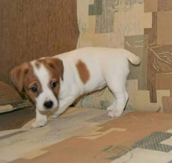 Regalo  Jack Russell maschio e femmina  | Foto 0