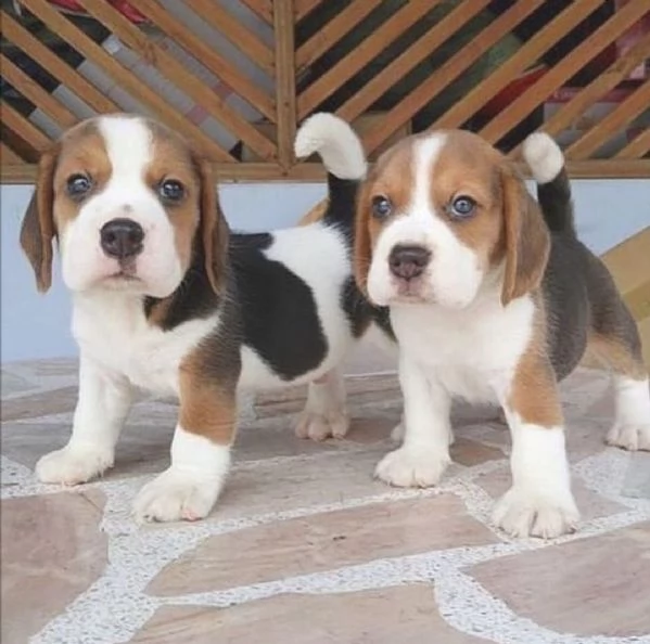 Regalo  Jack Russell maschio e femmina 
