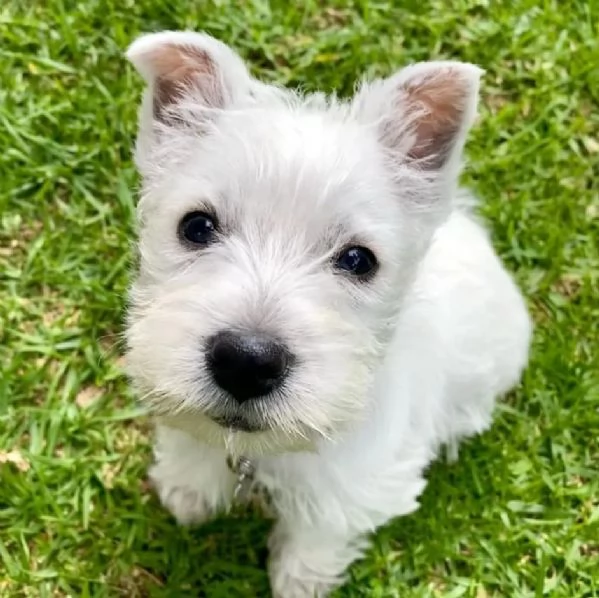 Regalo cucciolo highlanders | Foto 0
