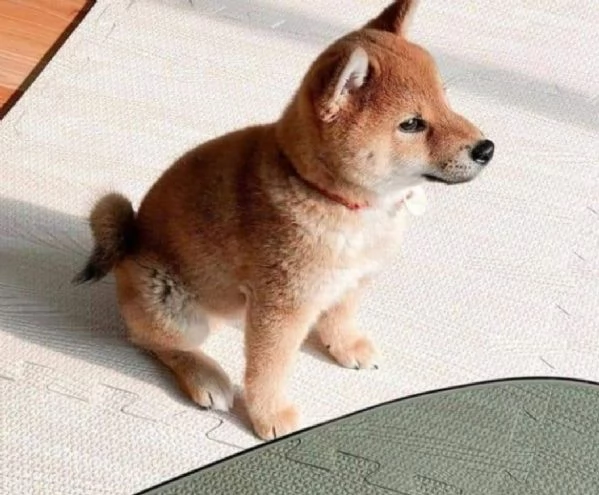 Regalo shiba inu maschio e femmina disponibile | Foto 0