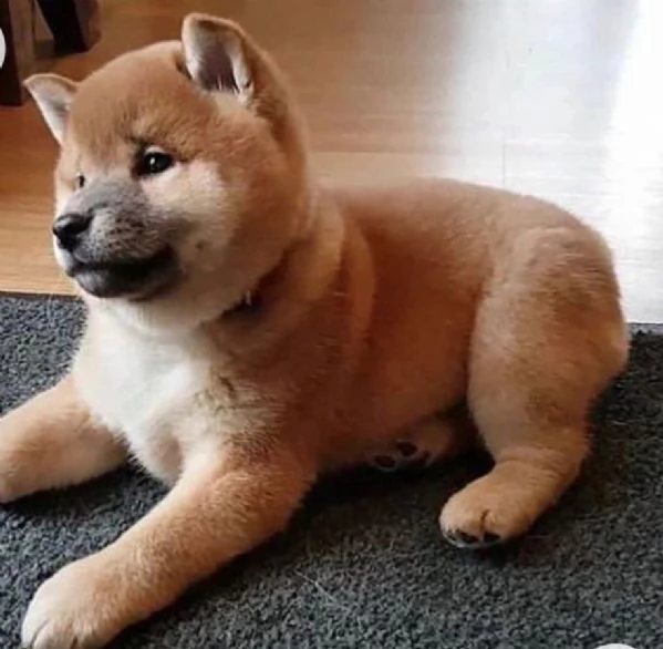 Regalo shiba inu maschio e femmina disponibile
