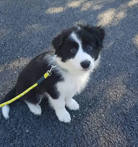 REGALO border collie maschio e femmina | Foto 0