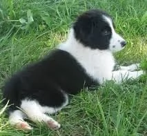 REGALO border collie maschio e femmina