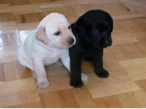   Abbiamo cuccioli di labrador gratuito disponibile maschile e femminile