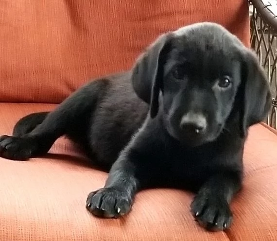   Abbiamo cuccioli di labrador gratuito disponibile maschile e femminile | Foto 1