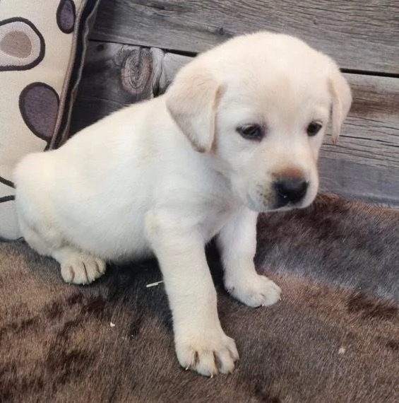   Abbiamo cuccioli di labrador gratuito disponibile maschile e femminile | Foto 0