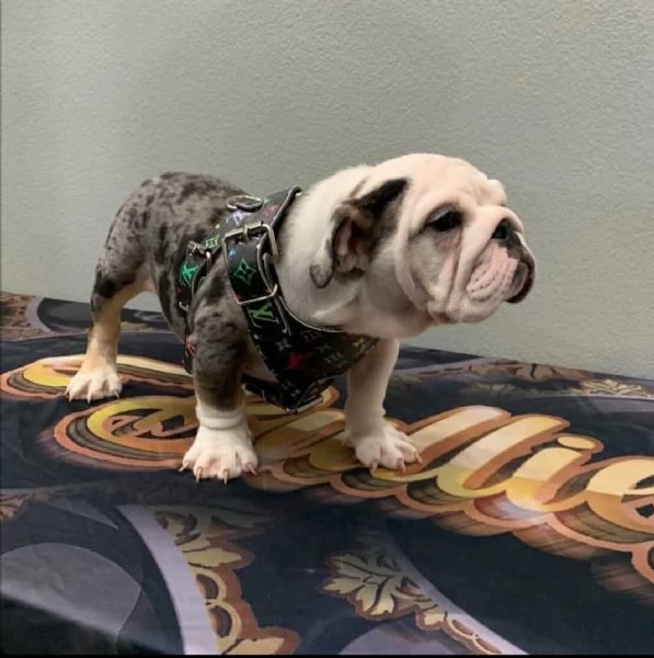  regalo bulldog disponibile | Foto 0