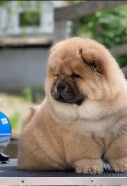 REGALO CHOW CHOW MASCHIO E FEMMINA | Foto 0