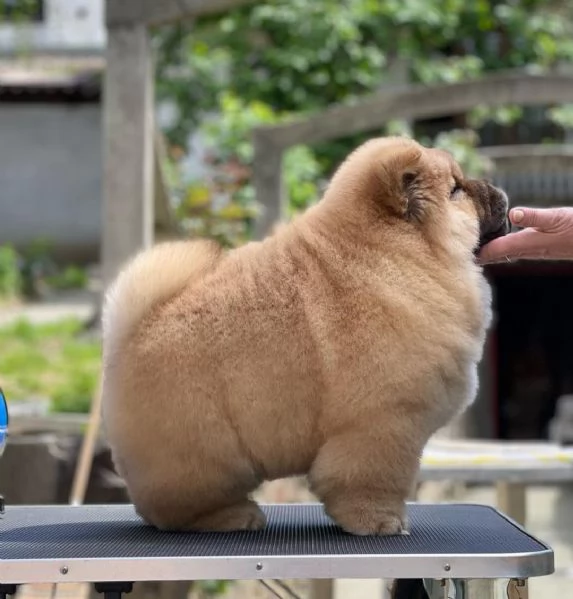 REGALO CHOW CHOW MASCHIO E FEMMINA