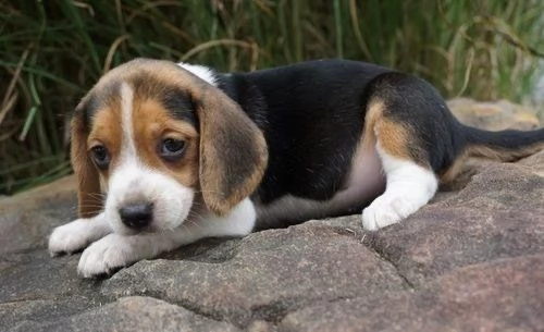 Cuccioli di Beagle di razza pura disponibili per adozione sia maschi che femmine | Foto 0