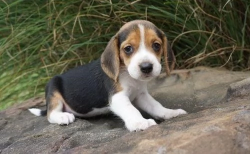 Cuccioli di Beagle di razza pura disponibili per adozione sia maschi che femmine