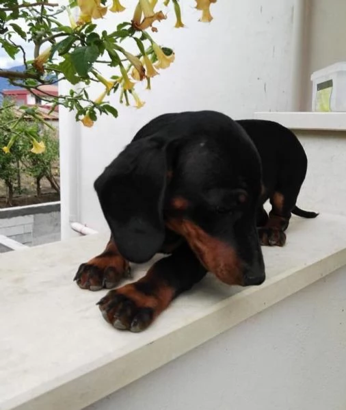 Disponibili cucciolo bassotto maschio e femmina 