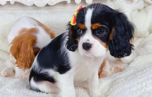 Disponibili maschio e femmina cavalier King Charles  | Foto 0