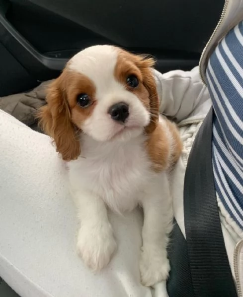 Disponibili maschio e femmina cavalier King Charles 