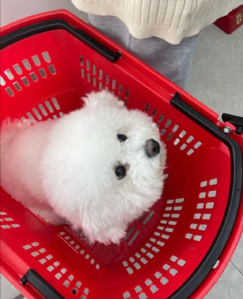 Male and female Bichon puppies for adoption  | Foto 0