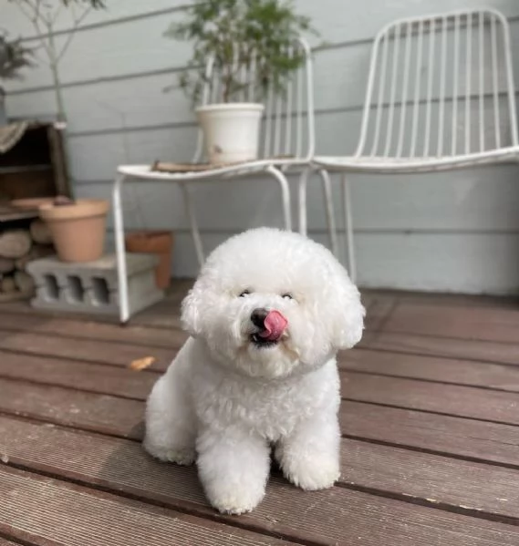 Male and female Bichon puppies for adoption 