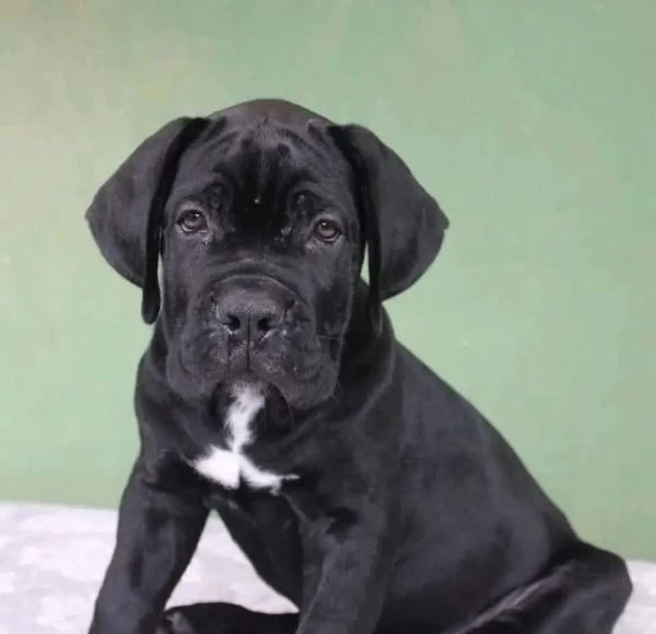 REGALO   CANE CORSO MEDIA | Foto 0