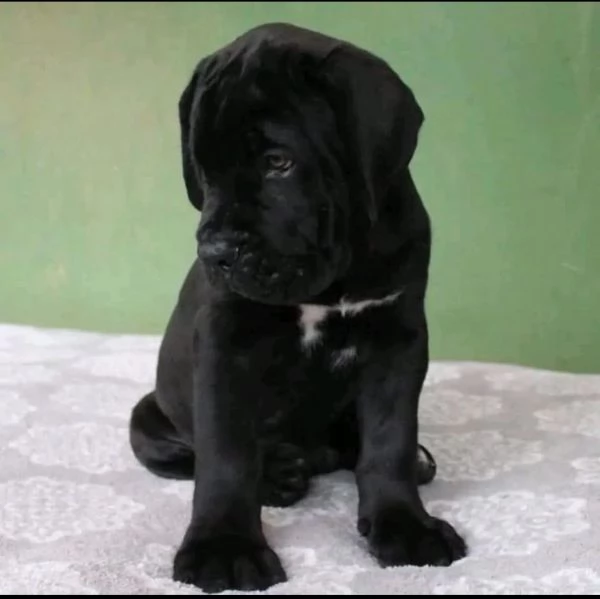 REGALO   CANE CORSO MEDIA