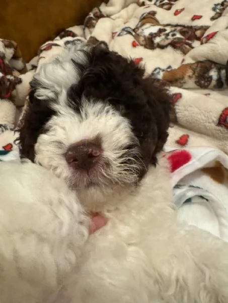 Regalo romagnolo disponibili maschio e femmina cavalier | Foto 0