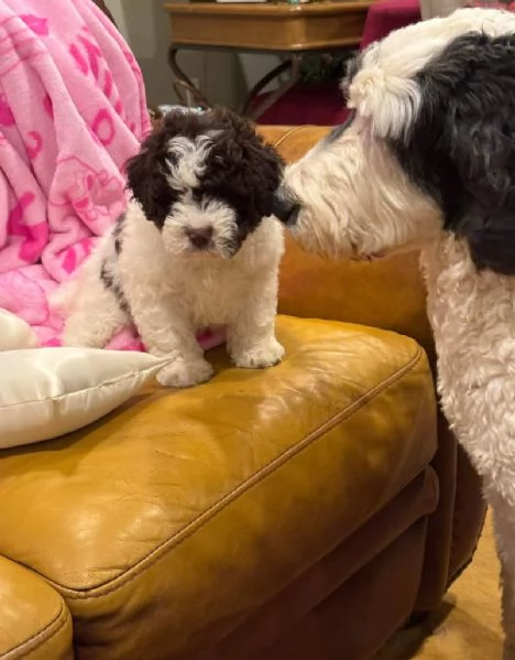 Regalo romagnolo disponibili maschio e femmina cavalier