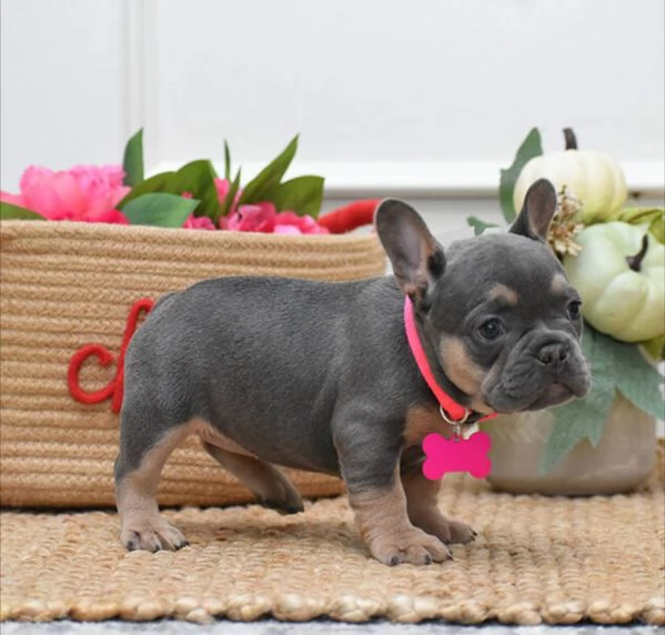 Disponibili Bouledogue maschio e femmina  | Foto 0