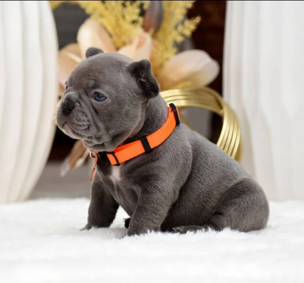 Disponibili Bouledogue maschio e femmina 