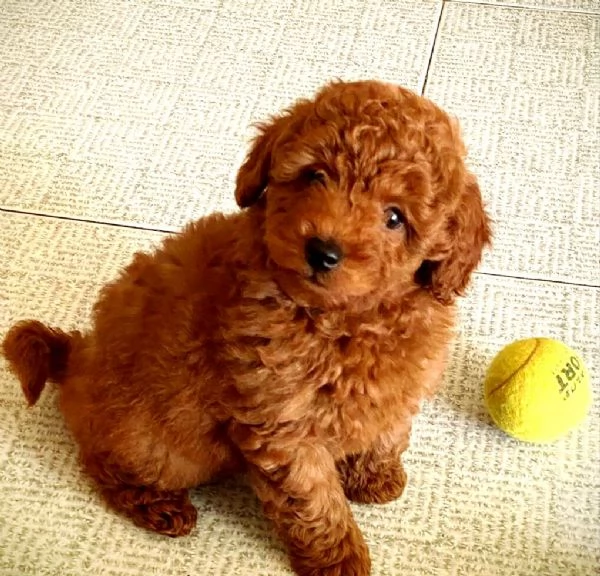 Regalare un cucciolo di barboncino marrone caff in adozione | Foto 0